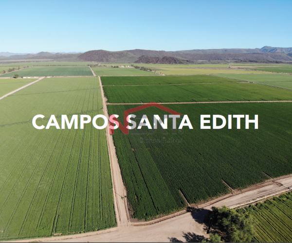 CAMPOS AGRICOLAS EN VENTA  SANTA EDITH🌾