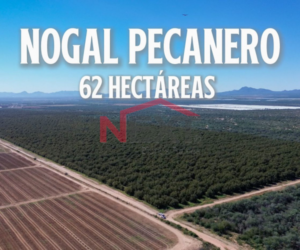 VENTA DE CAMPO DE SIEMBRA  NOGAL PECANERO EN PRODUCCIÓN